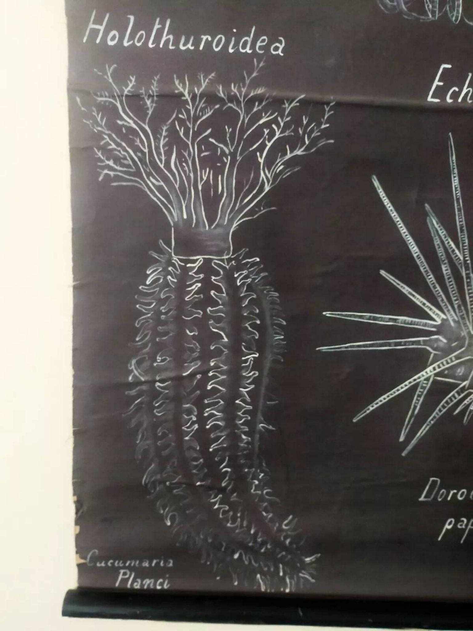 Rare educational grand tableau hand-drawn of extinct echinoderms, 19th century.