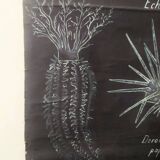 Rare educational grand tableau hand-drawn of extinct echinoderms, 19th century.