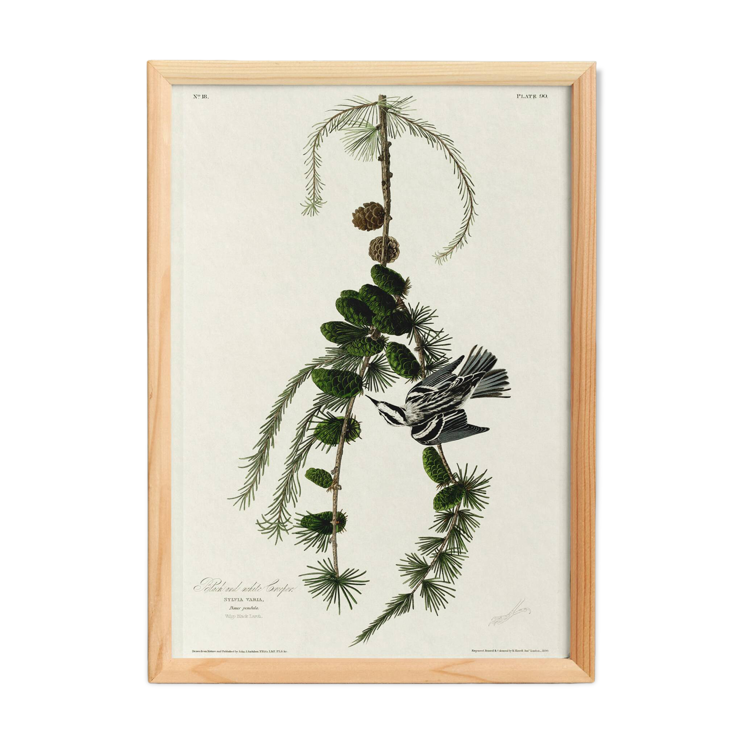 Black and white poster of the Warbler, after an old engraving from 1827