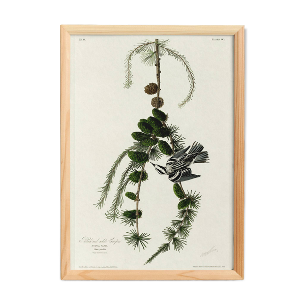 Affiche sur la Paruline noir et blanc, d’après une gravure ancienne de 1827