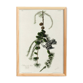 Black and white poster of the Warbler, after an old engraving from 1827