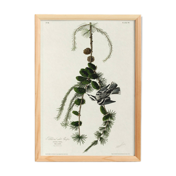 Affiche sur la Paruline noir et blanc, d’après une gravure ancienne de 1827