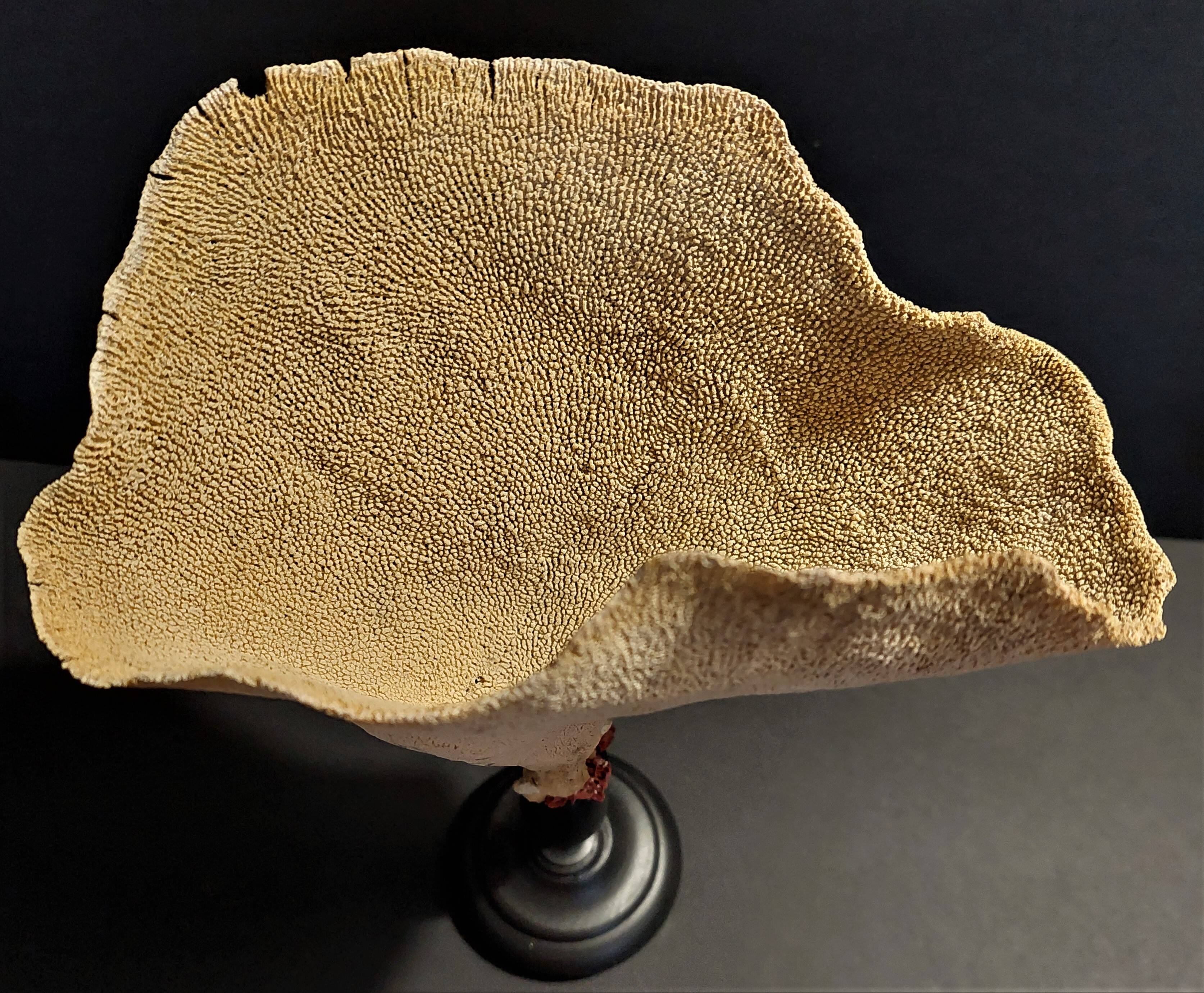 Cabinet of Curiosities sponge cut carteriospongia foliascens on base