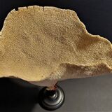 Cabinet of Curiosities sponge cut carteriospongia foliascens on base