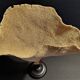 Cabinet of Curiosities sponge cut carteriospongia foliascens on base
