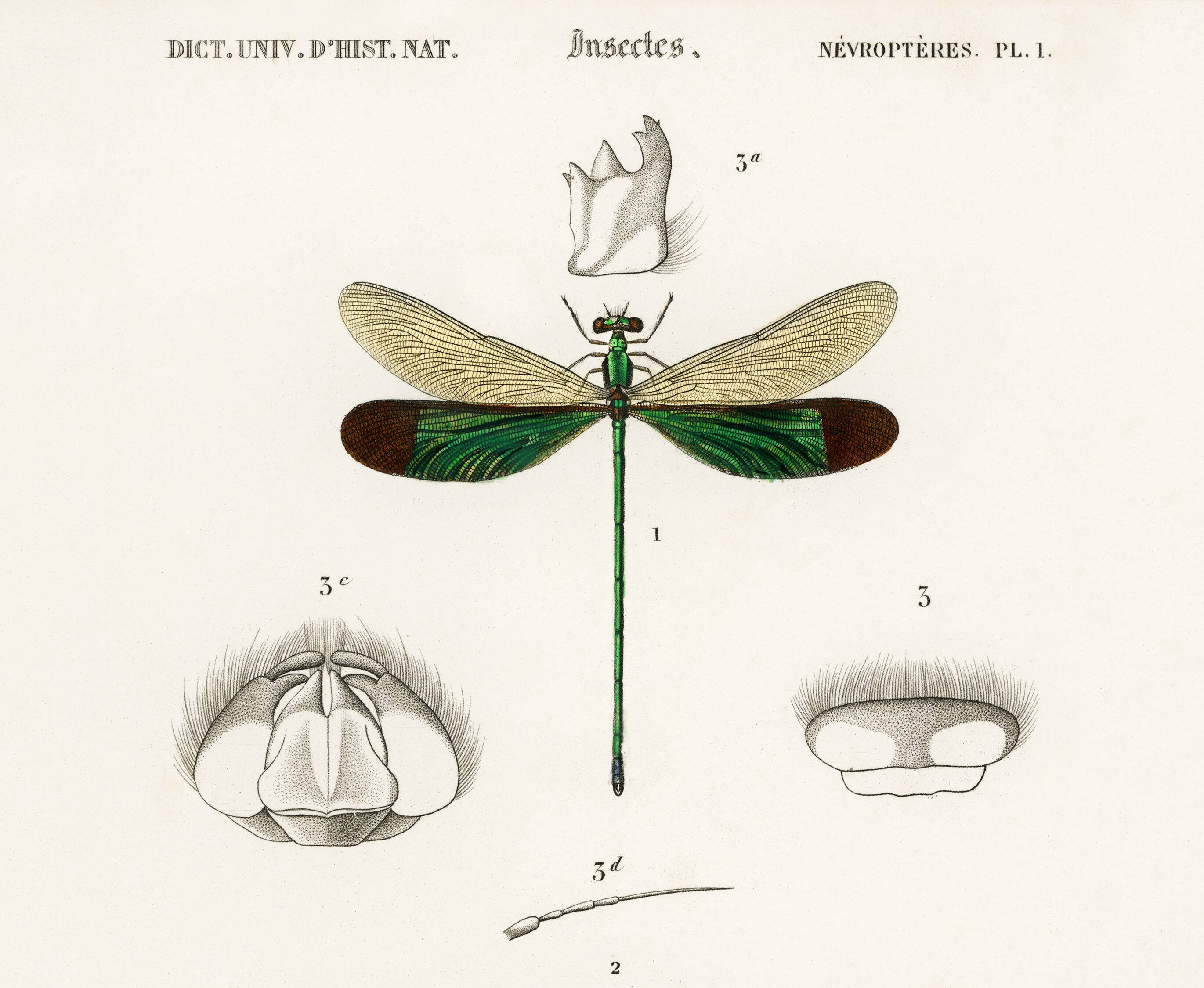Poster about dragonflies, based on an old engraving from 1849.