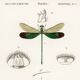 Poster about dragonflies, based on an old engraving from 1849.