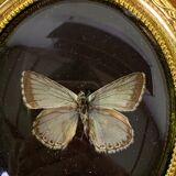Butterfly under curved frame