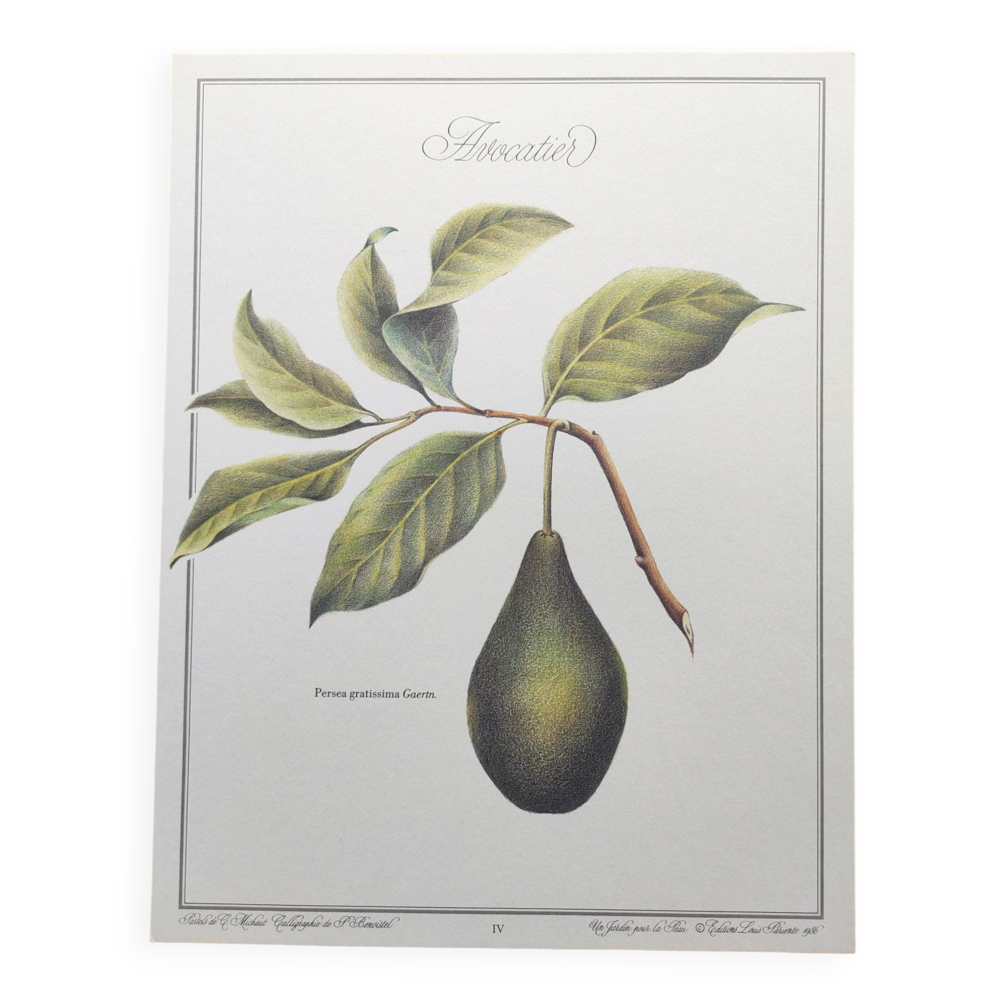 Illustration de plantes médicinales et herbes