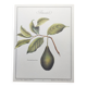 Illustration de plantes médicinales et herbes