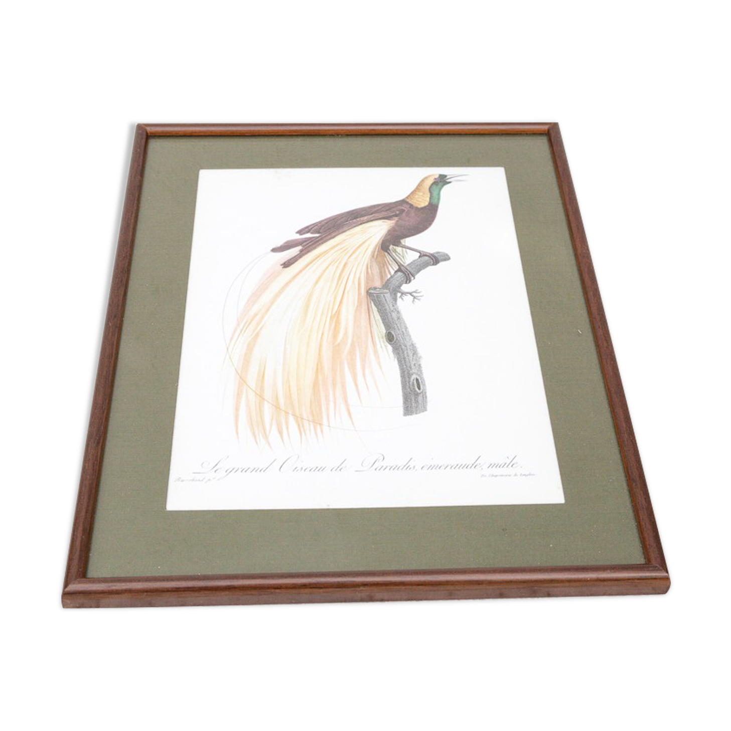 Engraving bird of paradise parrot jacques barraband