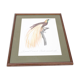 Engraving bird of paradise parrot jacques barraband