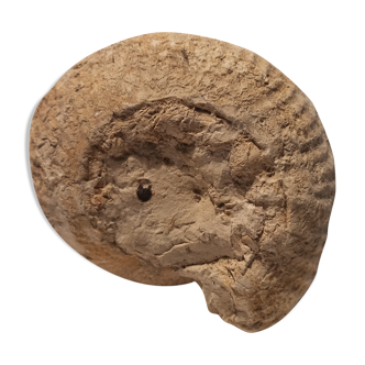 Snail Fossil