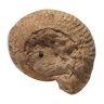 Snail Fossil