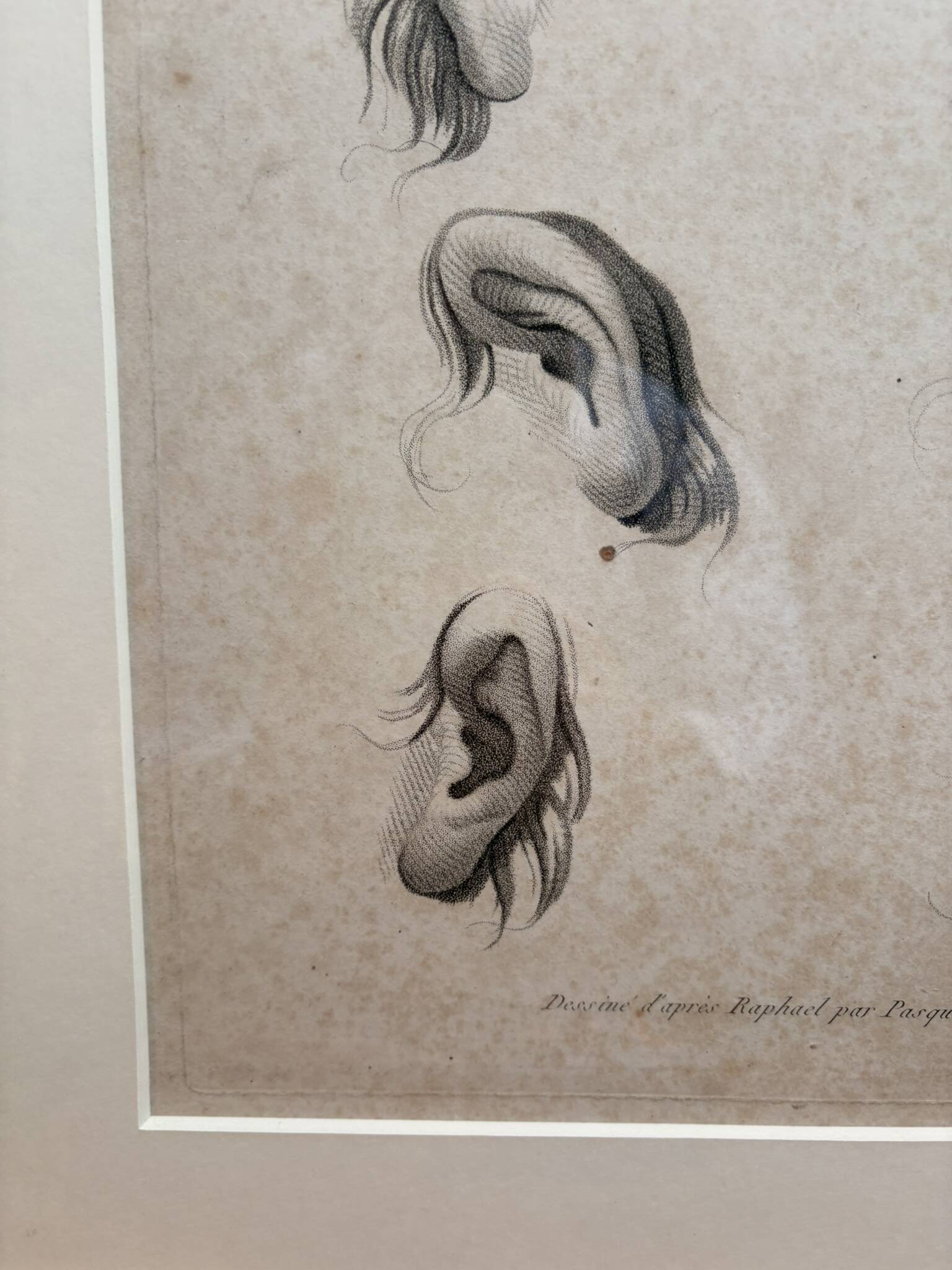 Old Print Engraving 19th Century Study of an Ear Sketch After Raphael Pasquier