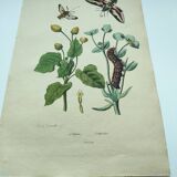 Old engraving from 1838 - Sphinx butterfly 1 - Zoological and botanical hand-colored plate