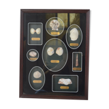 Shell display case