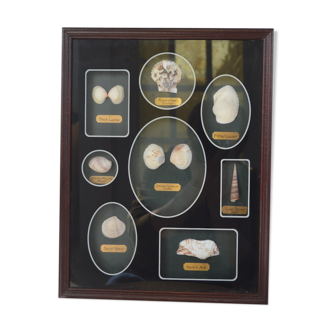 Shell display case