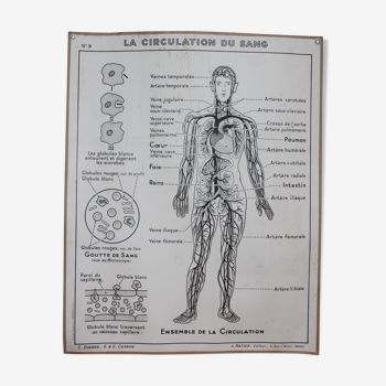 Carte scolaire la circulation du sang