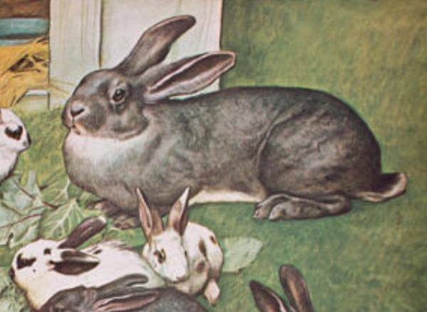 Affiche '''Lapin'' impression Offset publiée par Österreichischer Lehrmittelverlag Vienne 1964