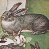 Poster "' Rabbit" published by Österreichischer Lehrmittelverlag Vienna 1964 Offset printing