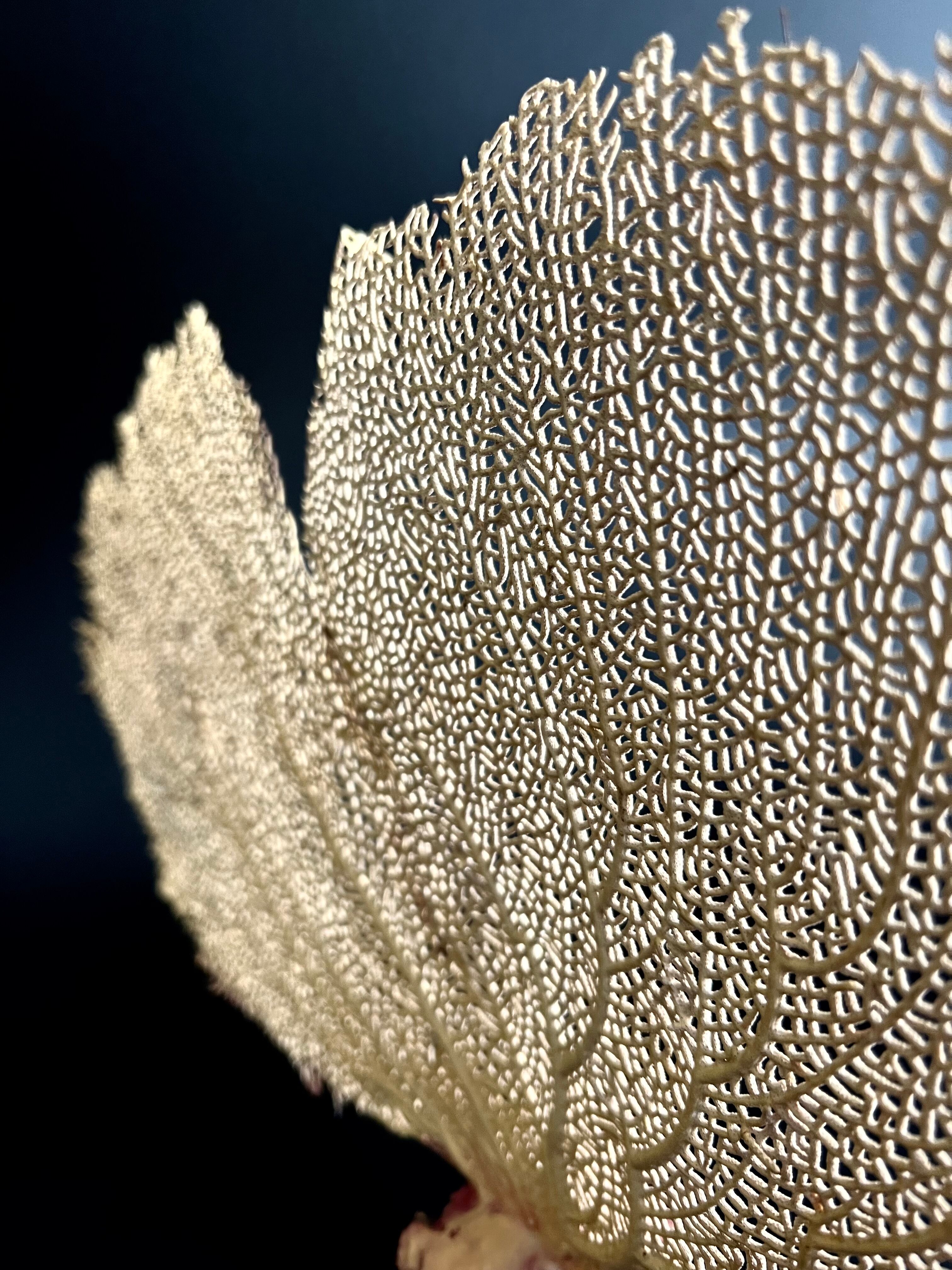 Ancient coral gorgon
