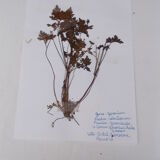 Set of 6 herbarium boards