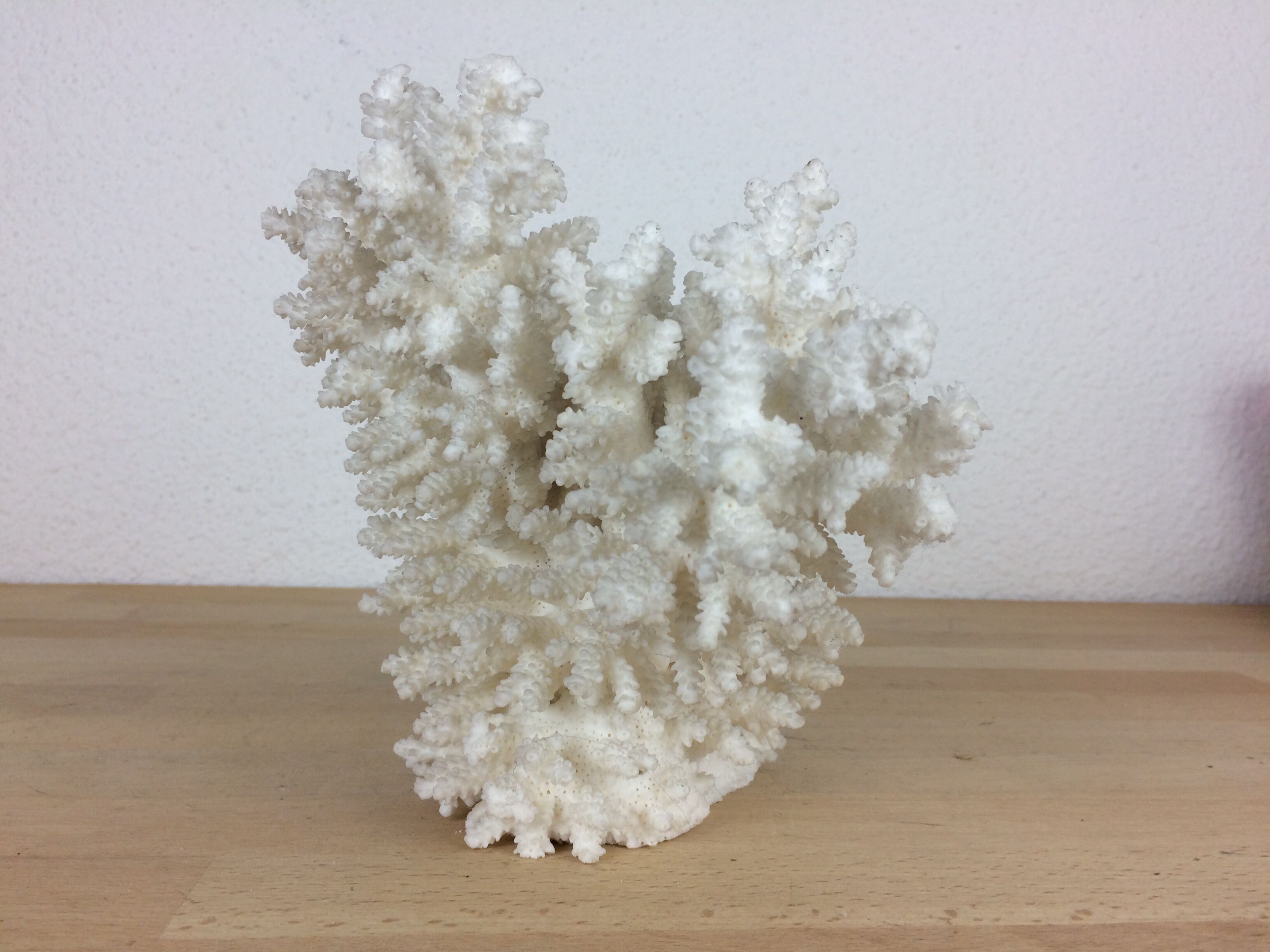 Natural ancient white coral 20 cm