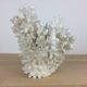 Natural ancient white coral 20 cm