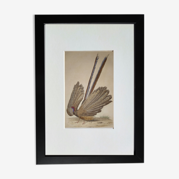 Original Ornithological Board " l'argus " - Buffon 1838