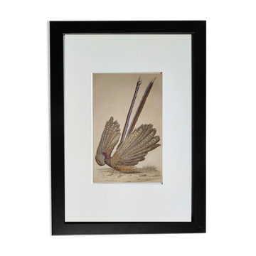 Original ornithological plate from "L'Argus" - Buffon 1838