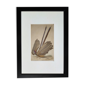 Planche Ornithologique originale " l'argus " - Buffon 1838
