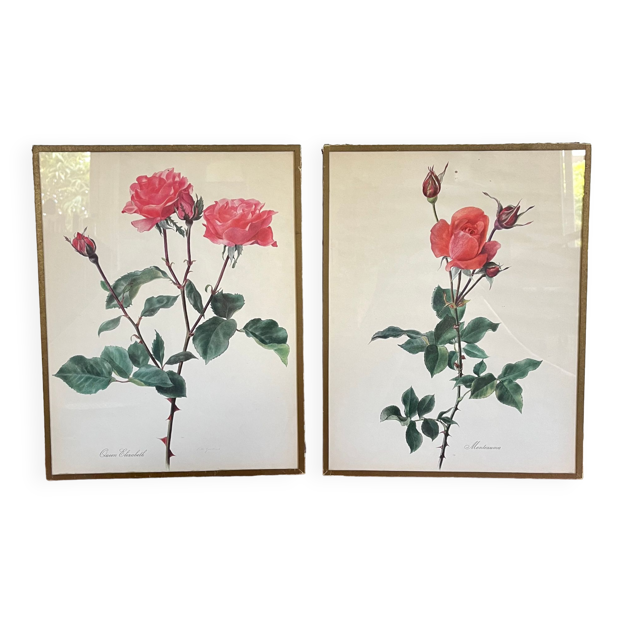 Pair of vintage botanical boards