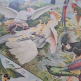 1930 Original lithograph on birds, parrots