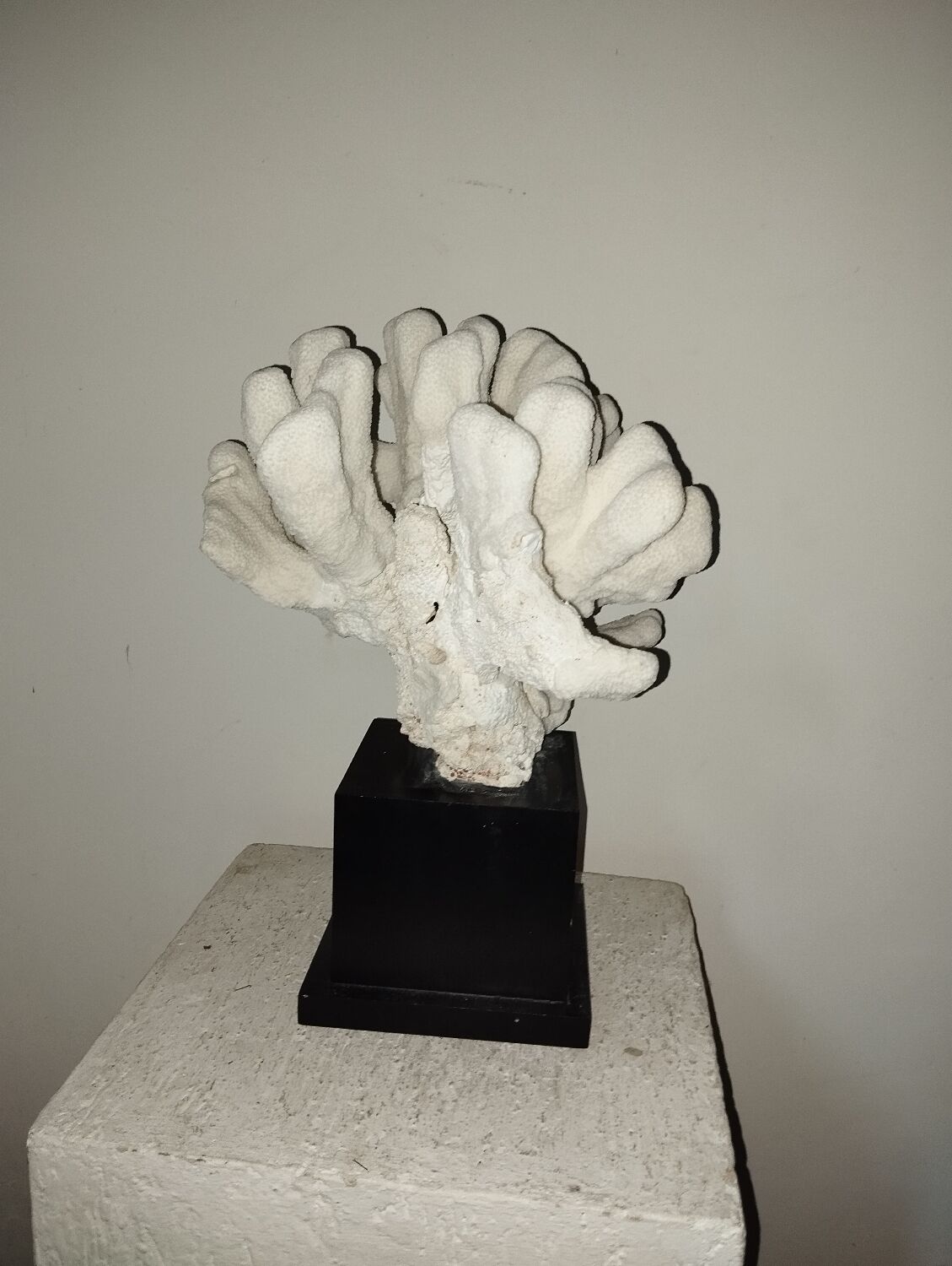 Coral on base cabinet of curiosities