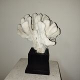 Coral on base cabinet of curiosities