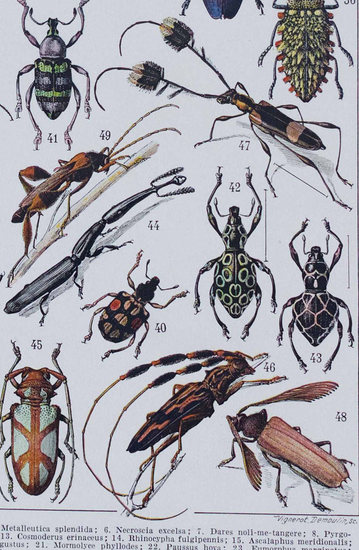Original plate from 1930: insects, the art of scientific detail.