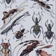 Original plate from 1930: insects, the art of scientific detail.