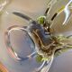 Heavy Multicolor Murano Glass "Centerpiece" Bowl Shell Element Murano Italy 1970