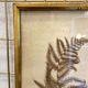 Ancient herbarium – Fern under glass