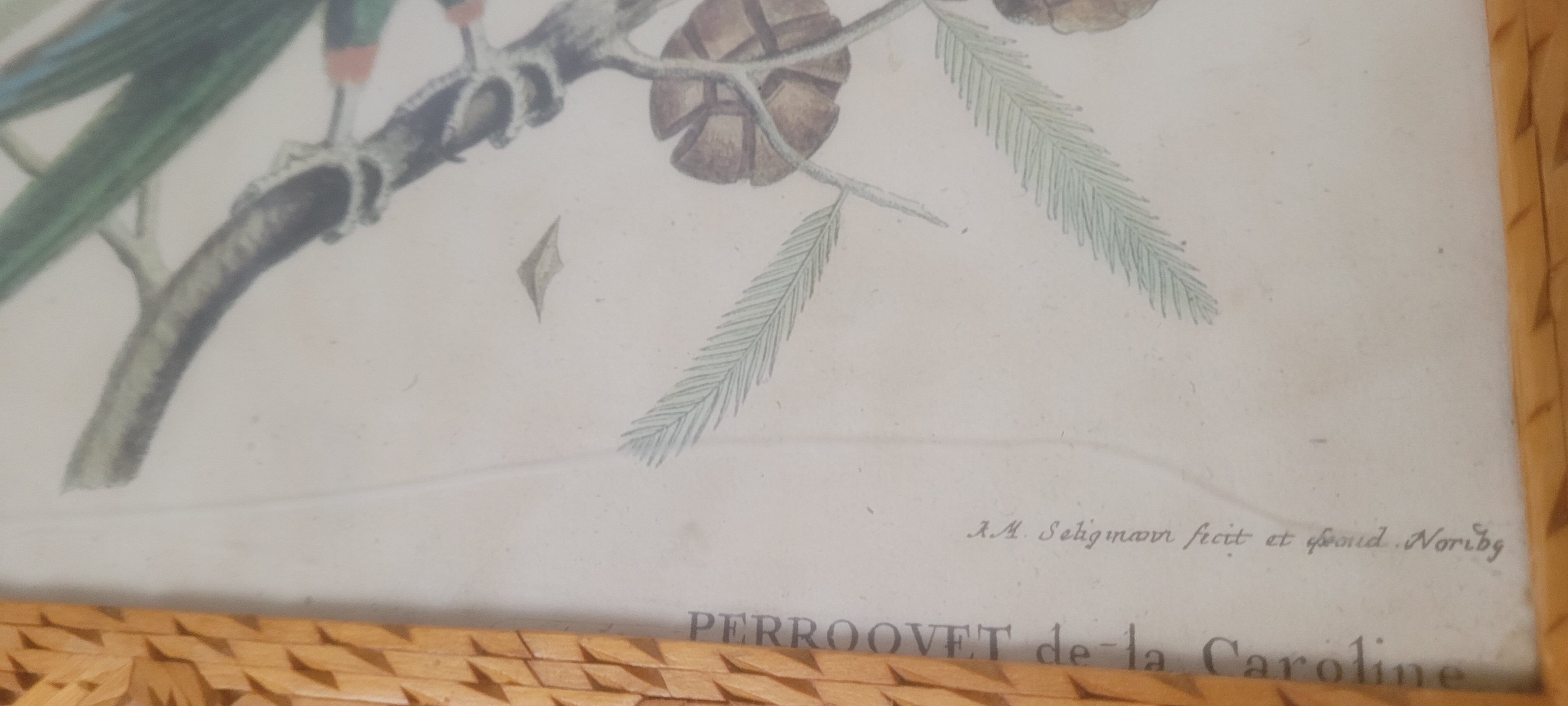 Botanical illustration Carolina parrot carved wooden frame