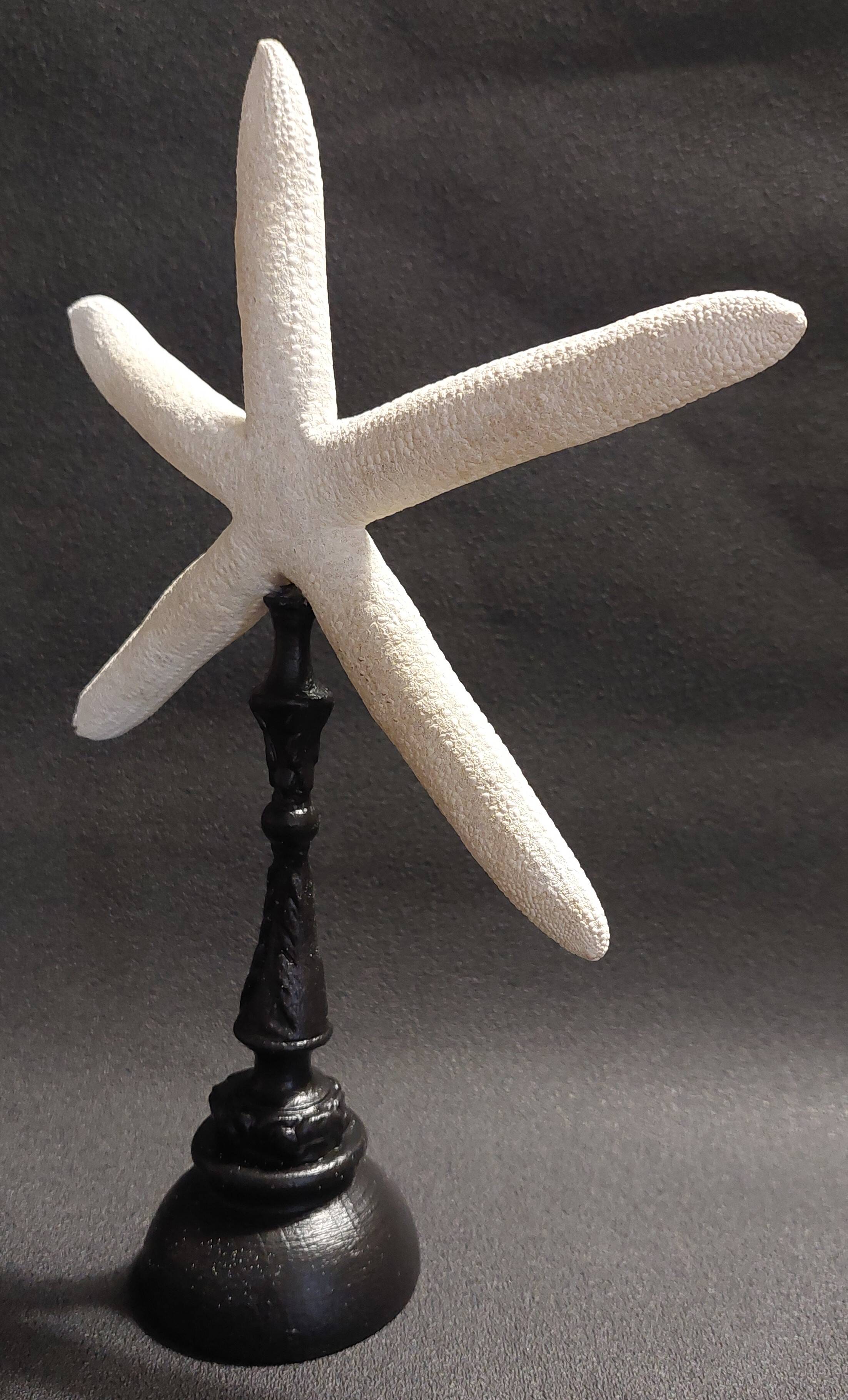 Cabinet of Curiosities white starfish Linckia laevigata on a base