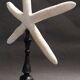 Cabinet of Curiosities white starfish Linckia laevigata on a base