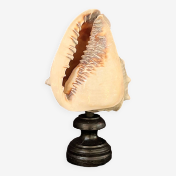 Ancien coquillage conque sur socle en bois tourné Napoléon III cabinet de curiosités vintage