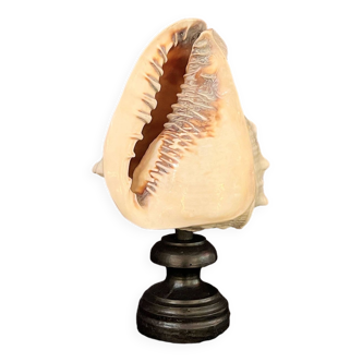 Old conch shell on turned wooden base Napoleon III vintage cabinet of curiosities