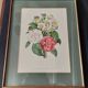 Engraving after Pierre Joseph Redouté engraved by Victor bouquet camellias