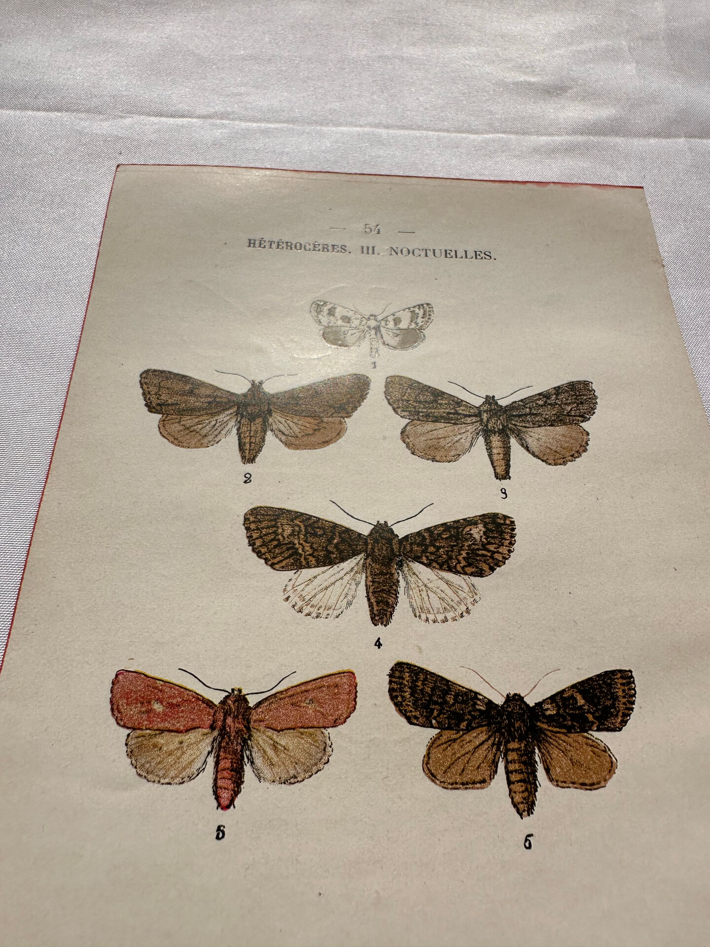 Naturalist engraving Butterfly 19th-century original botanical poster 1800