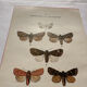 Naturalist engraving Butterfly 19th-century original botanical poster 1800