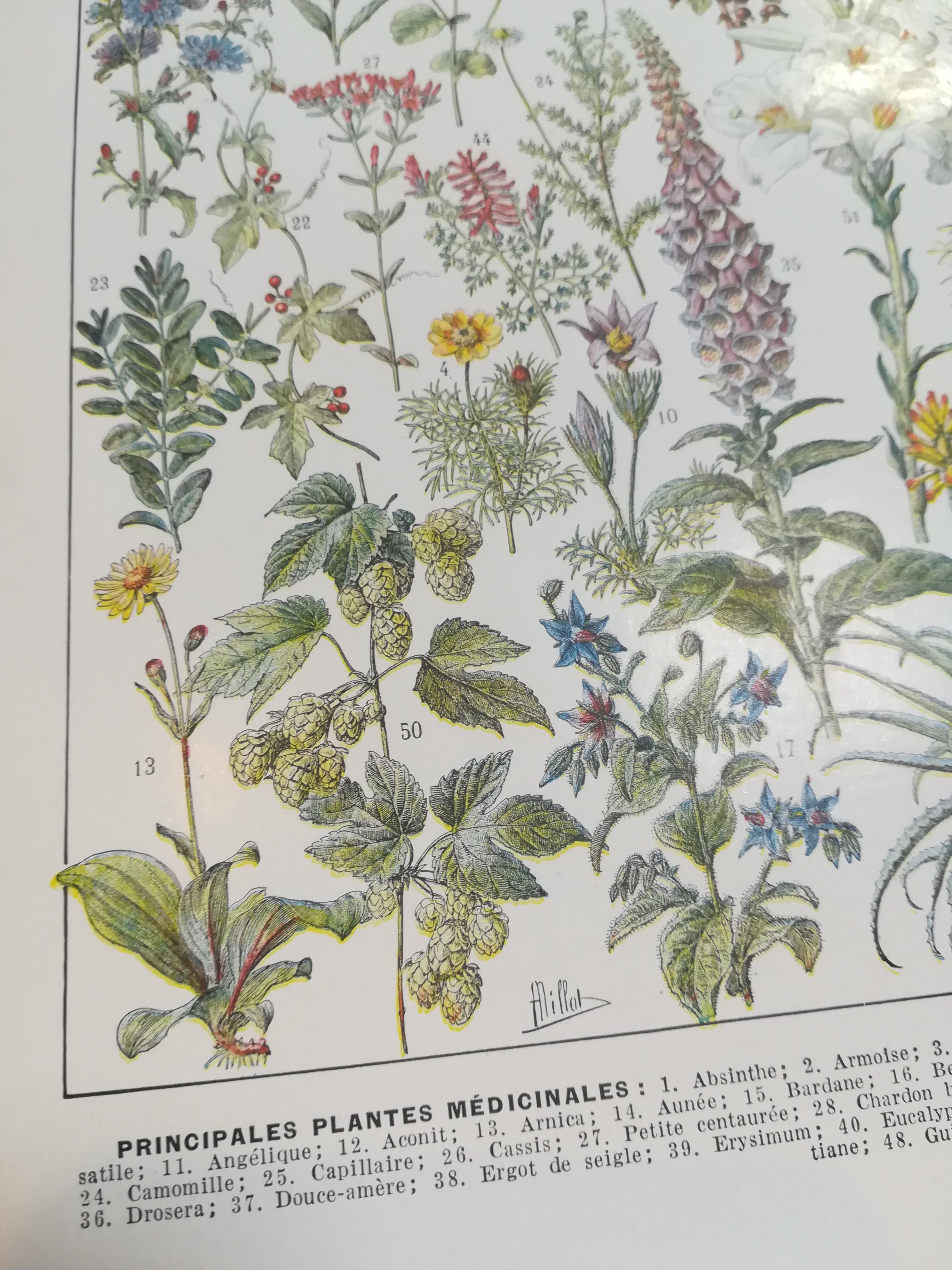 Lithograph on medicinal plants from 1928 (absinthe)