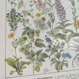 Lithograph on medicinal plants from 1928 (absinthe)